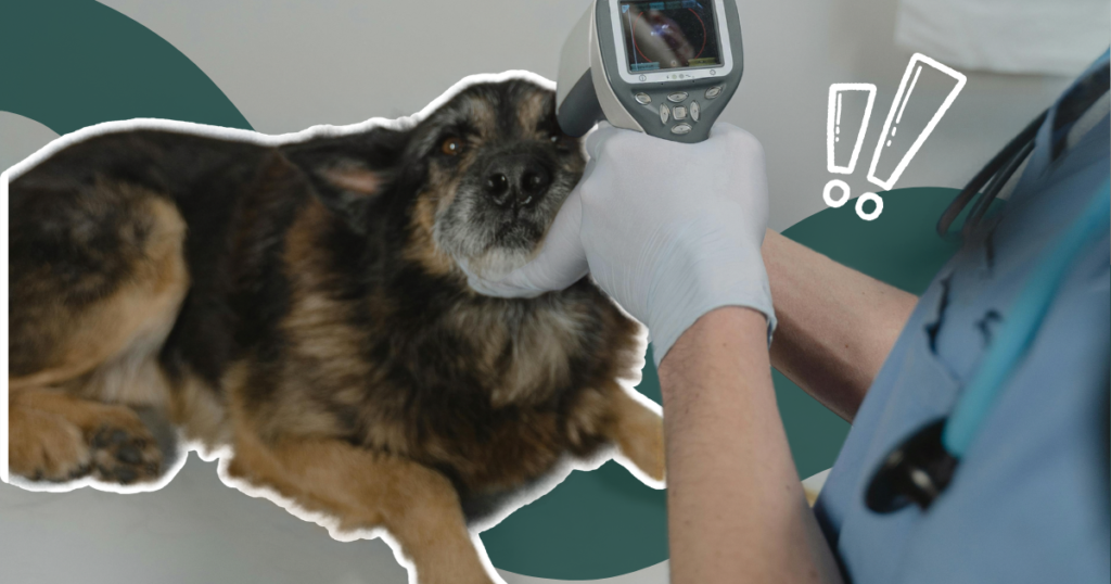 Comment trouver LE bon véto… pour ton chien et pour toi ?