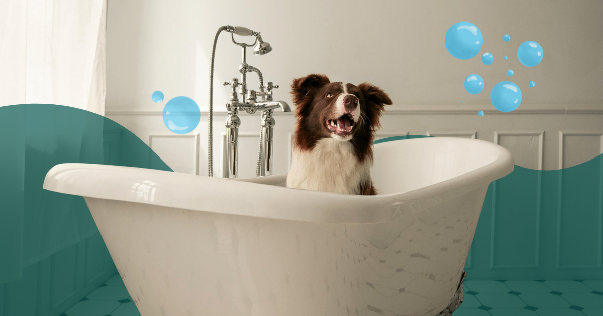 « Mon chien déteste le bain »… et si on changeait ça ?