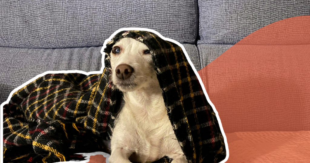 Préparer l’arrivée d’un chien : éviter les erreurs les plus fréquentes des premières semaines