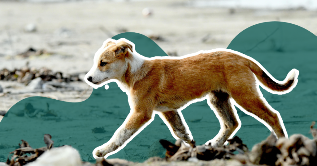 Adopter un chien : êtes-vous vraiment prêt ?