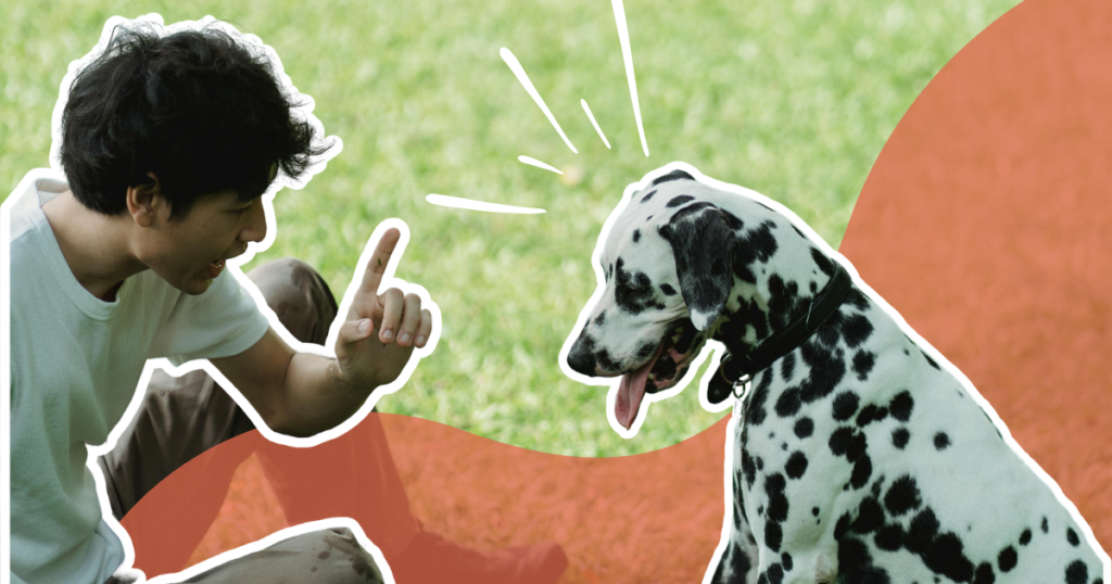Éducation canine : comment s&rsquo;y retrouver et choisir les bonnes méthodes