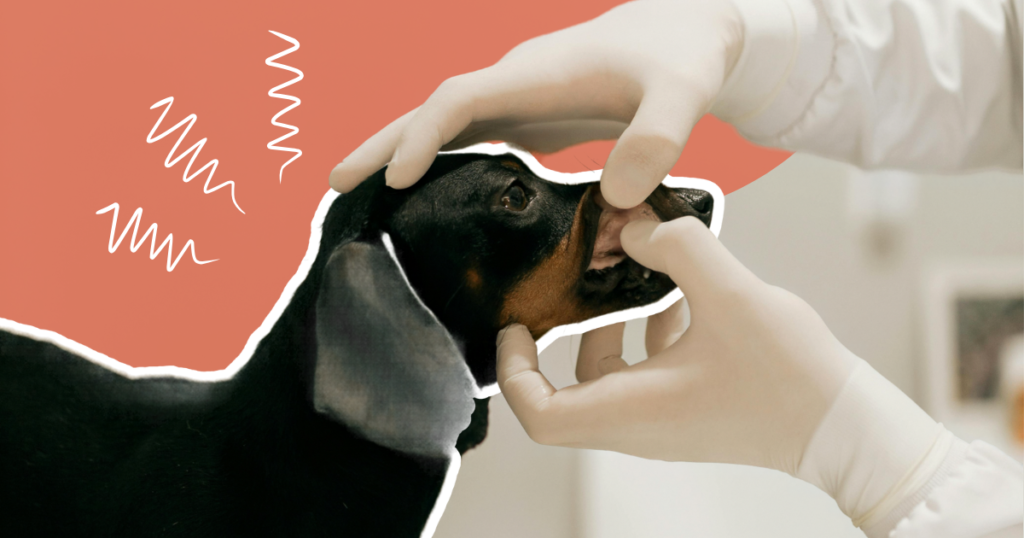 Soins vétérinaires & quotidiens : et si votre chien les vivait sereinement ?