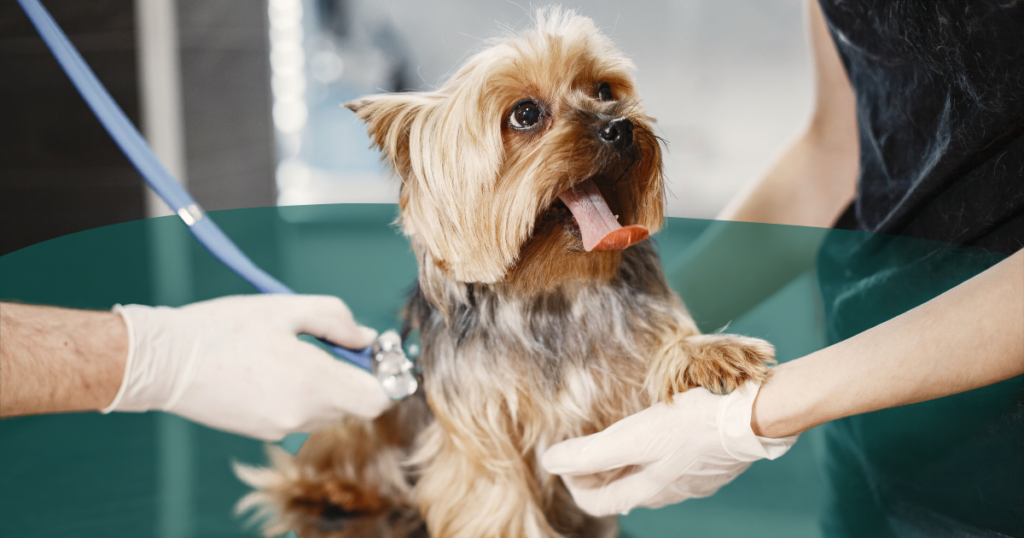 Gérer un chien anxieux ou stressé au cabinet : repenser la contention et les soins