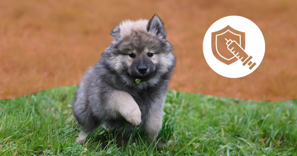 Sortir son chiot avant la fin des vaccins : prise de risque ou besoin comportemental ?