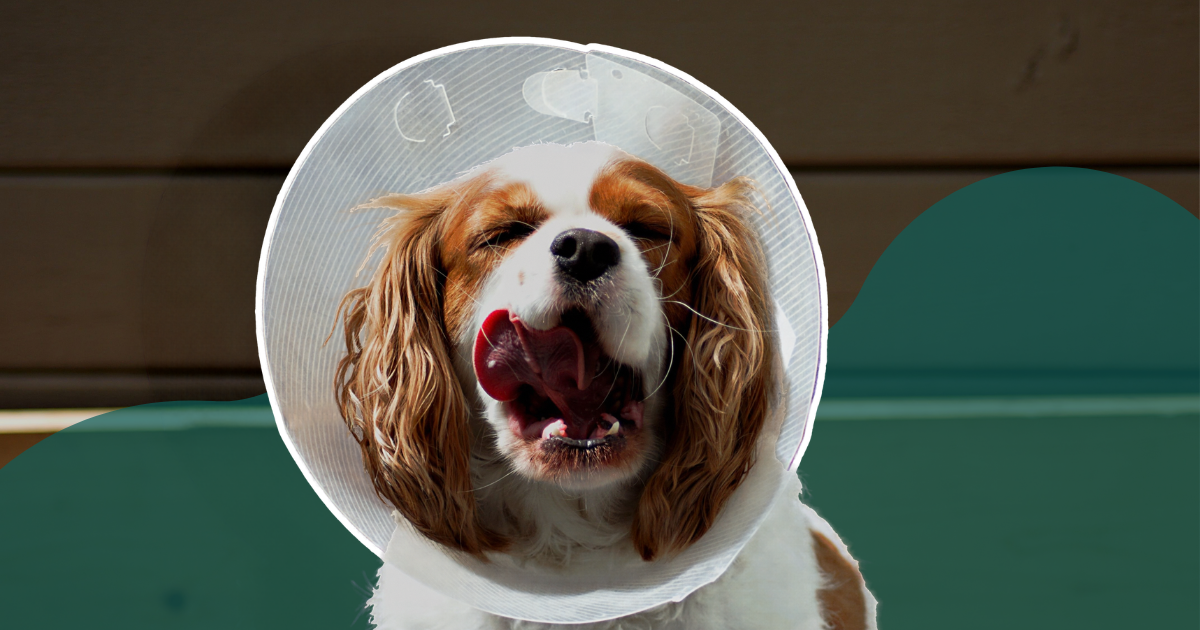 Comment occuper son chien en post opératoire ?