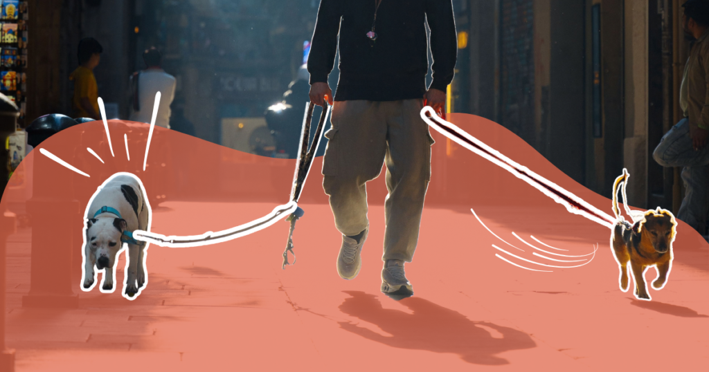 La marche en laisse : une question d’éducation… vraiment ?