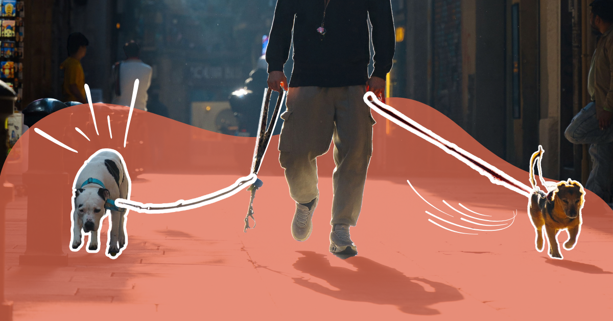 La marche en laisse : une question d’éducation… vraiment ?