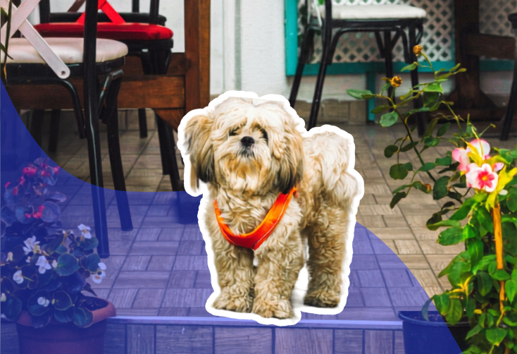 Construire un projet canin cohérent